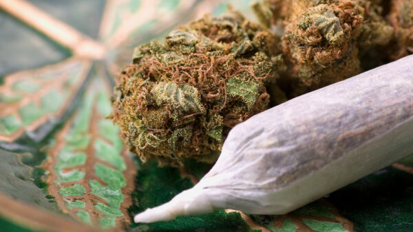 marijuana